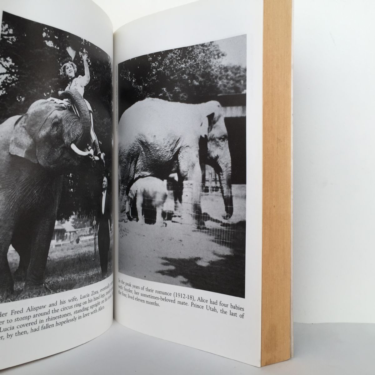 Unicorn Bookshop