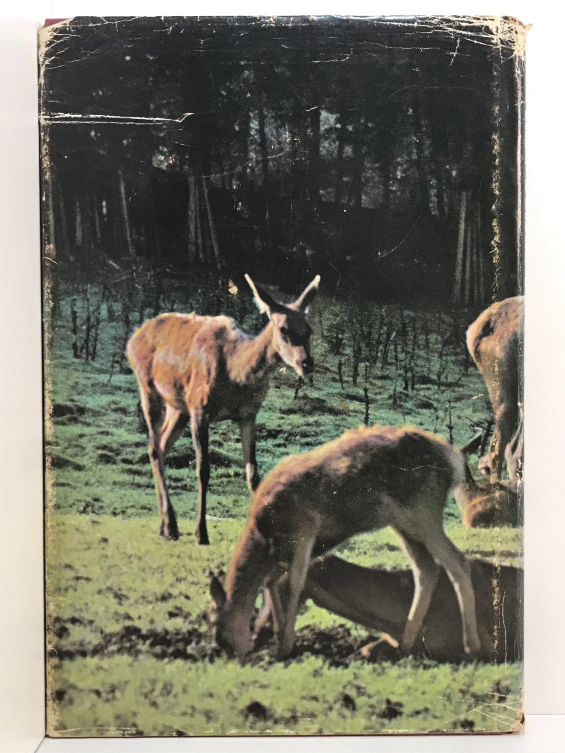 Unicorn Bookshop