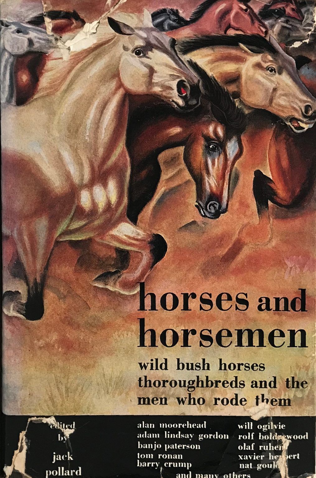 HORSES AND HORSEMEN: Wild Bush Horses, Thoroughbreds and the men who rode them