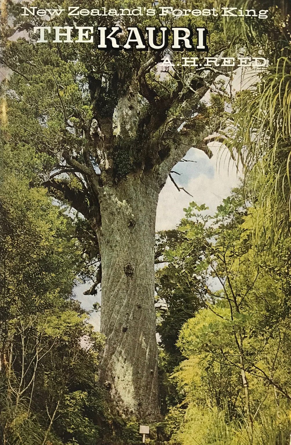 THE KAURI: New Zealand's Forest King