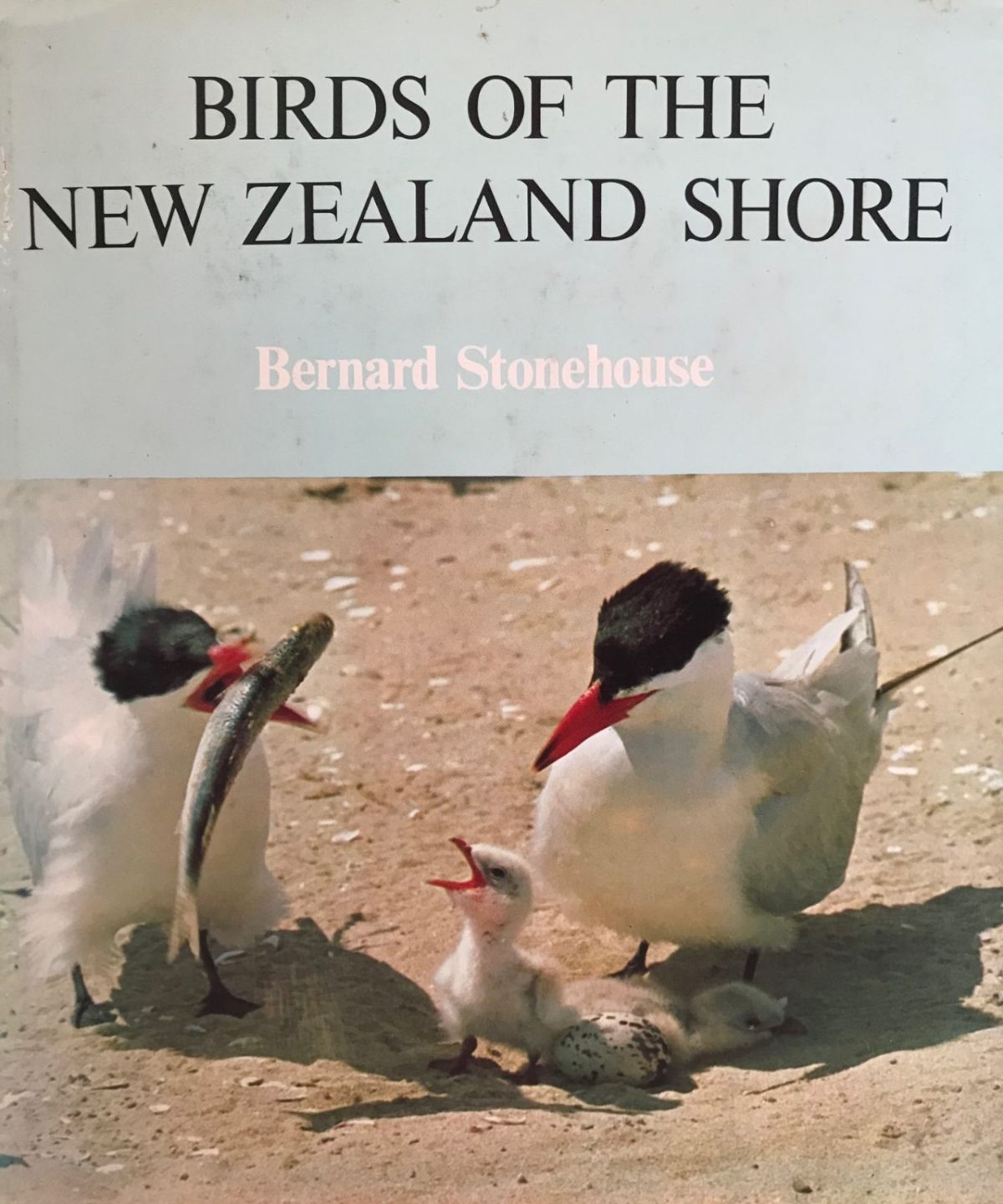 BIRDS OF THE NEW ZEALAND SHORE